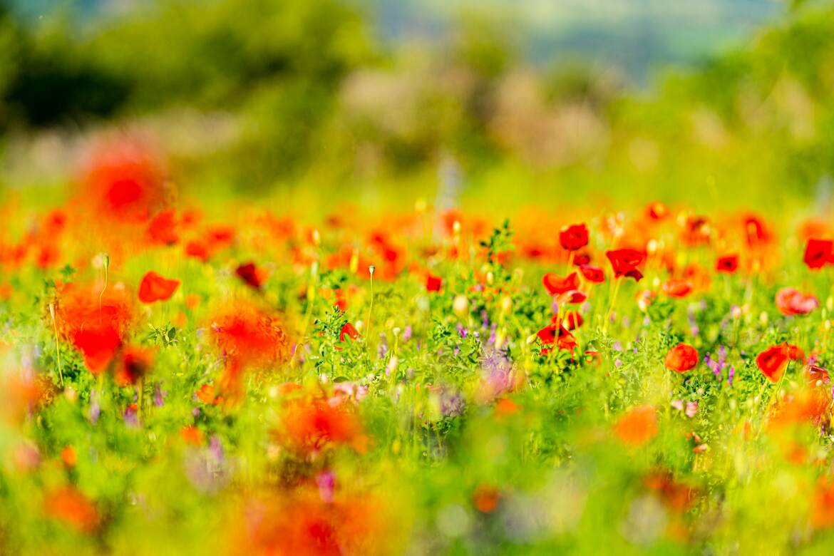 Gentils coquelicots