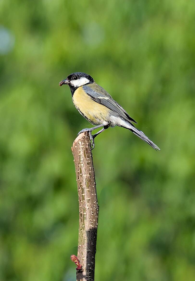 Retour de chasse (7)