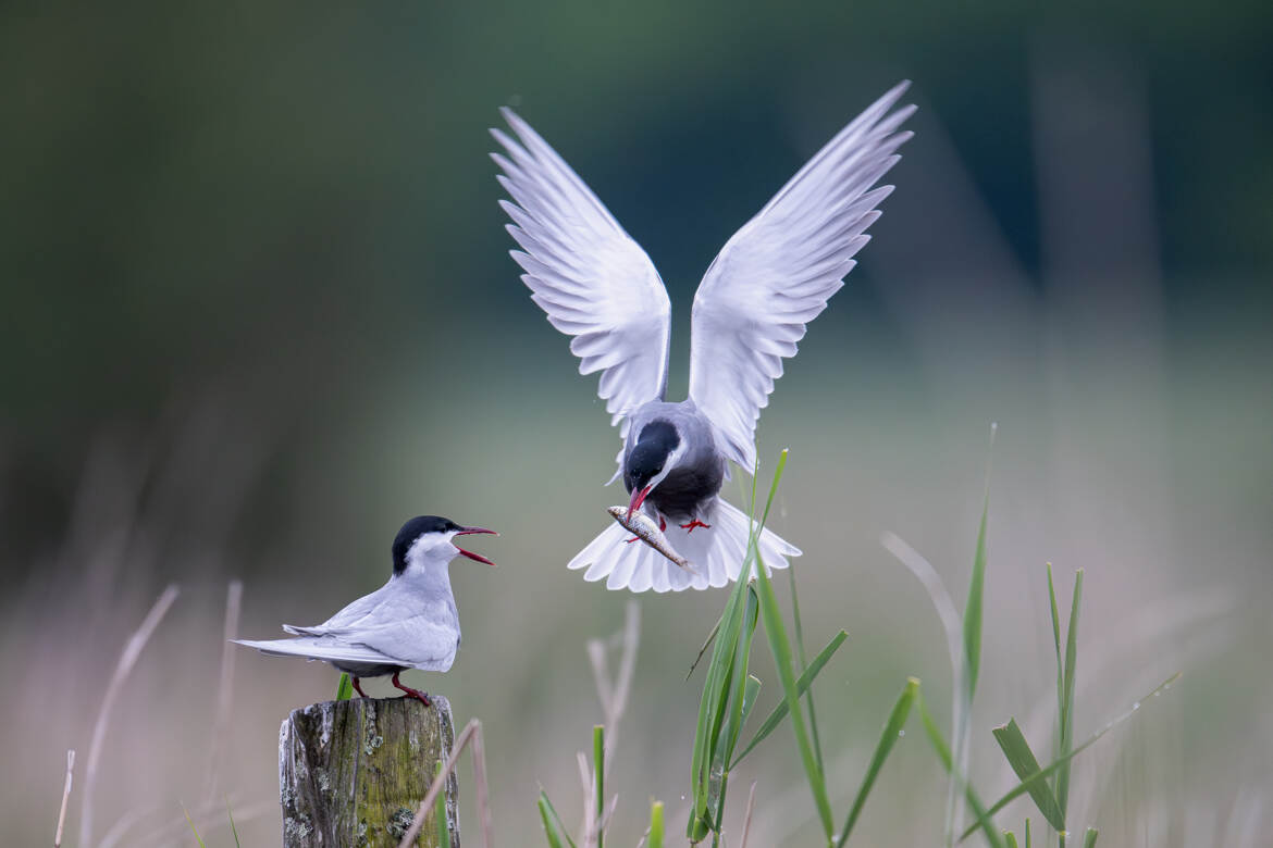 Cadeau à sa promise