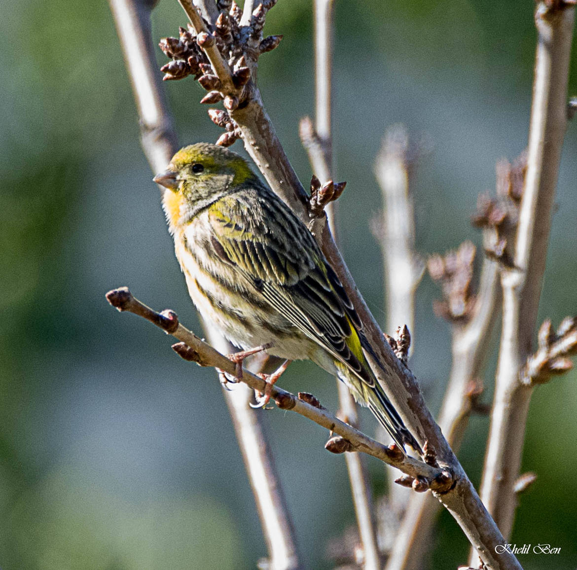 SERIN CINI