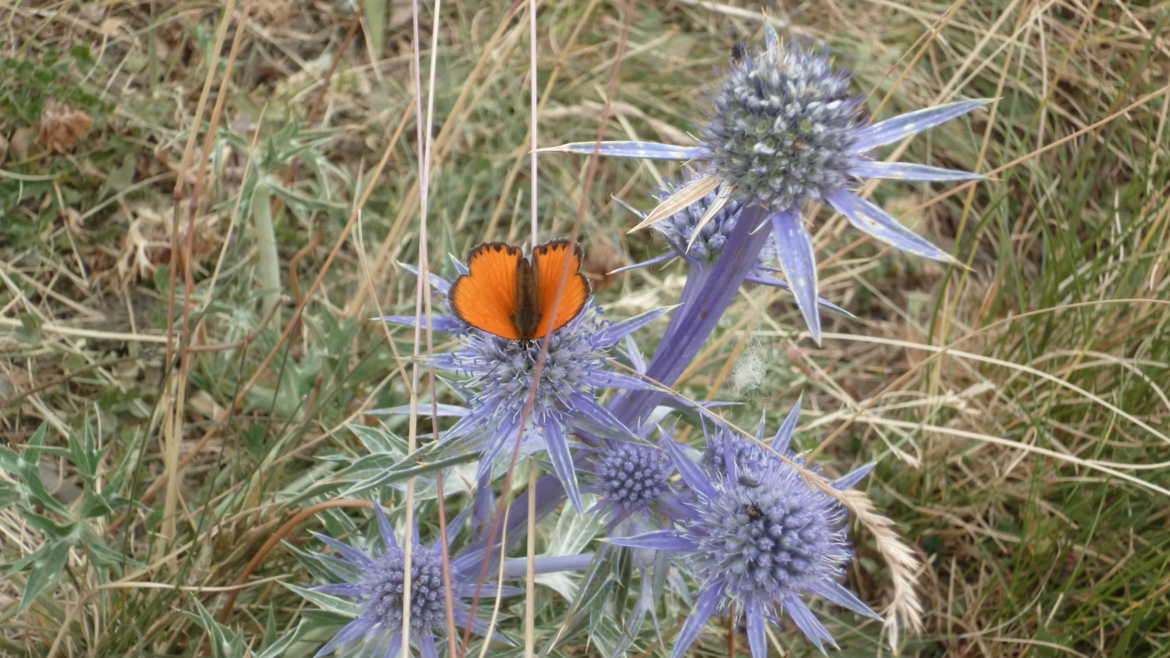 le bleu et l'orange