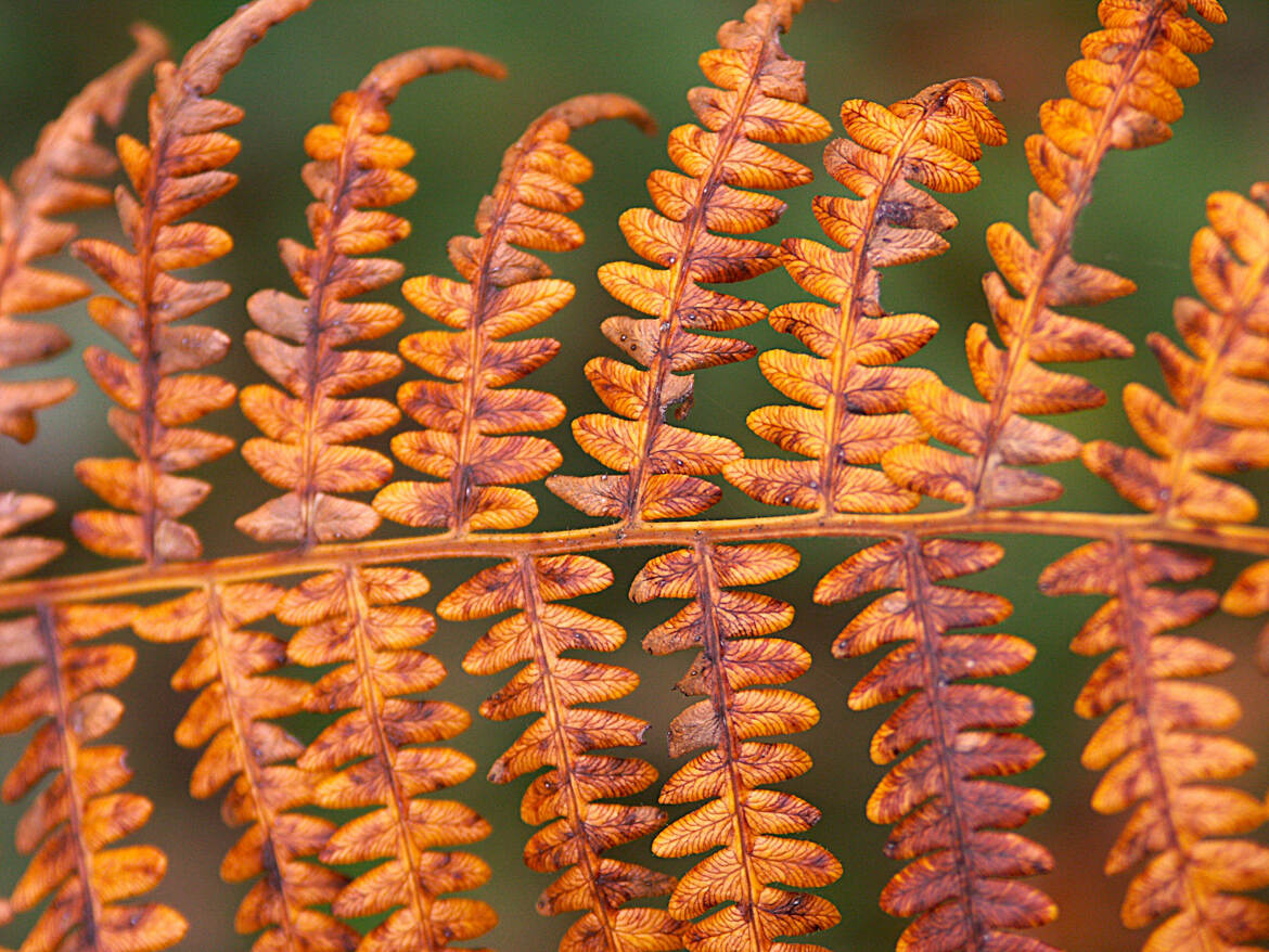 La fougère cuivrée