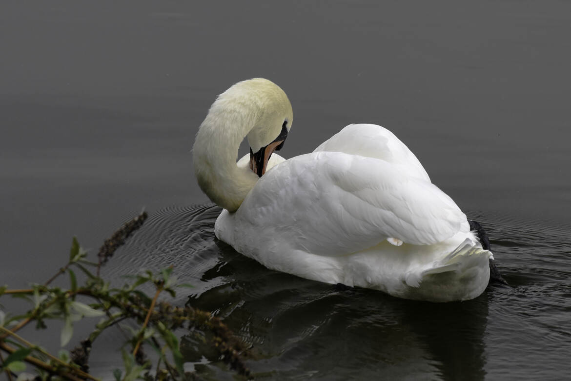 Cygne