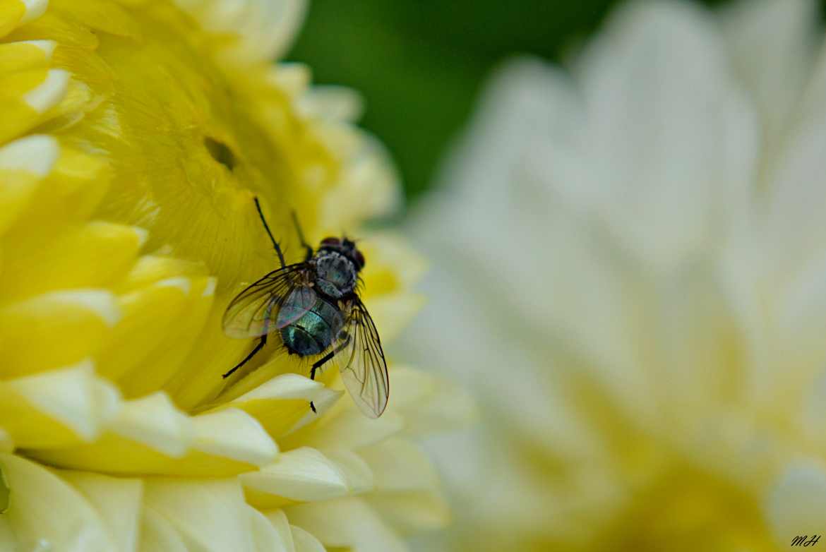 La Mouche et le Dahlia.