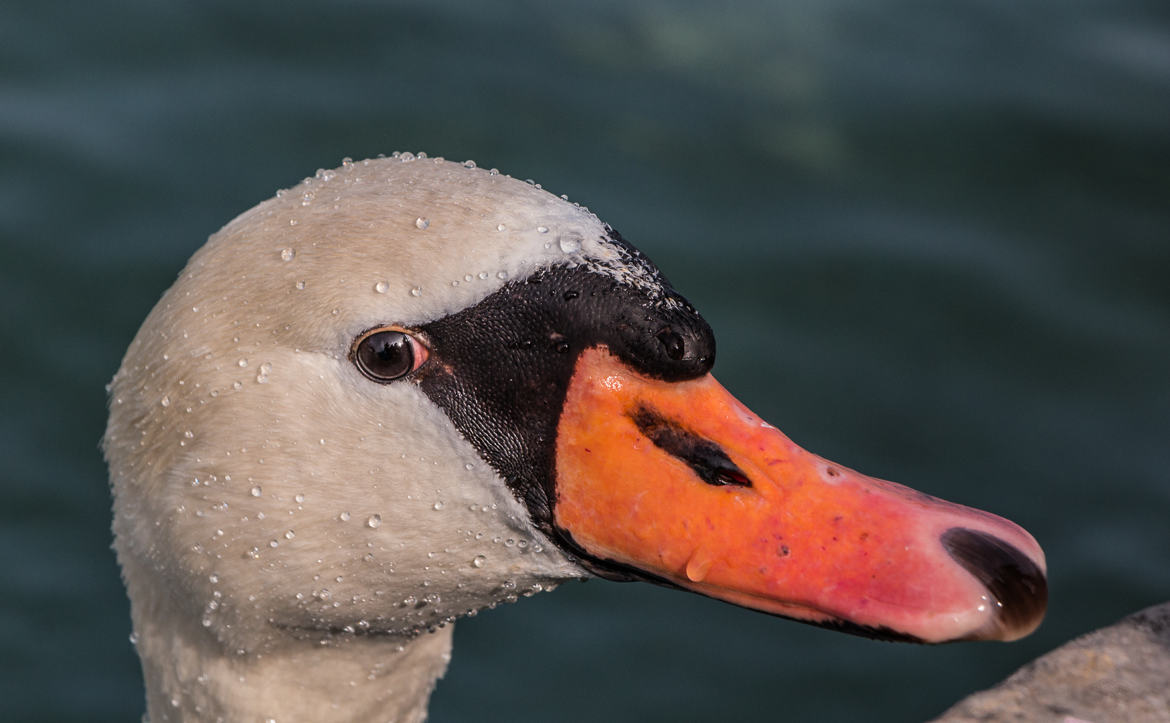 L'oeil du cygne