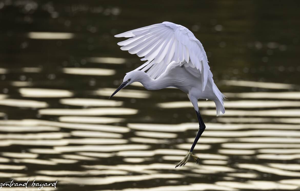 aigrette garzette