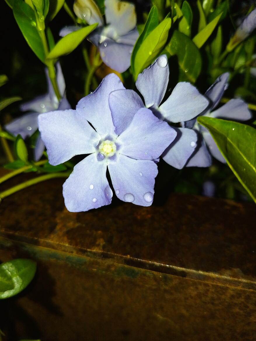Les gouttes d'eau sur la fleur