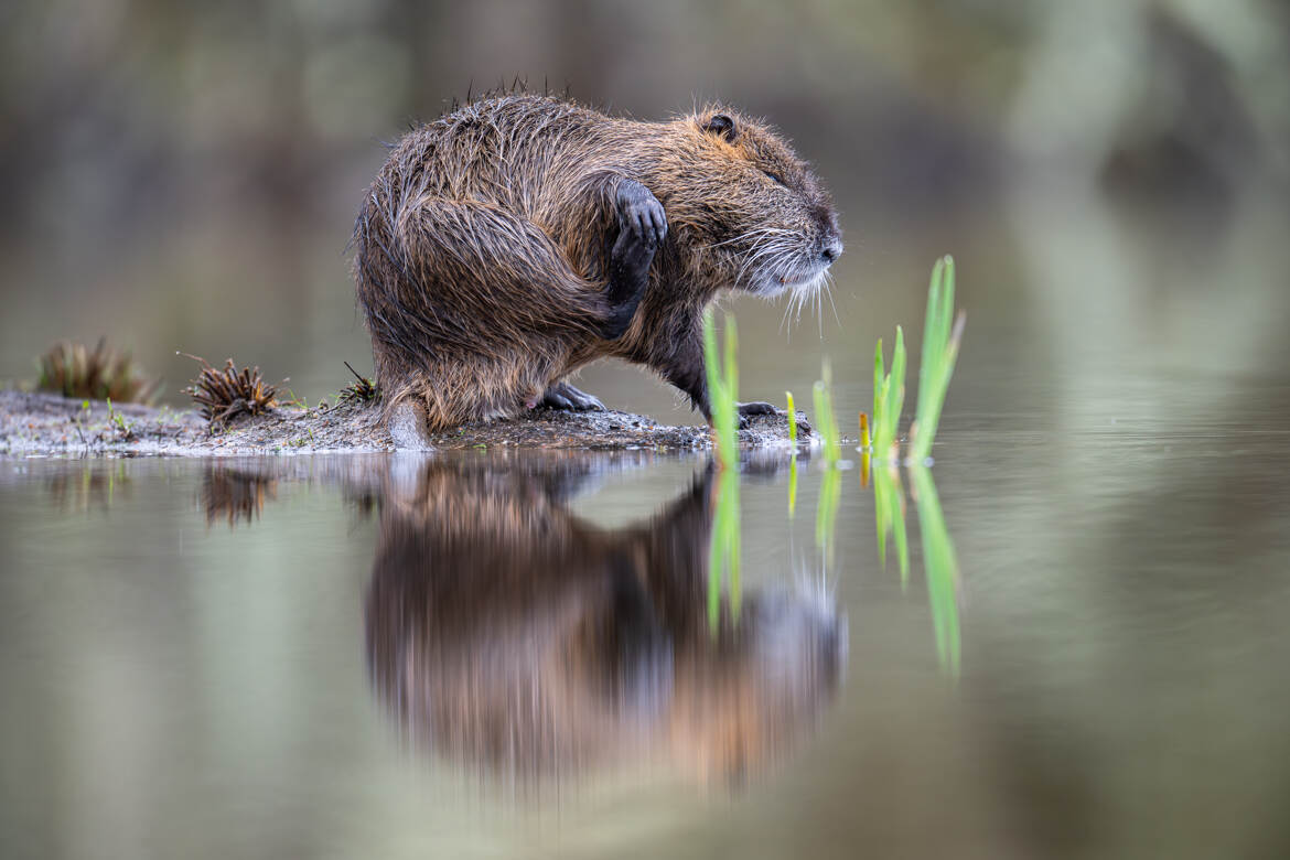 Quand ça gratouille, ça gratouille ....