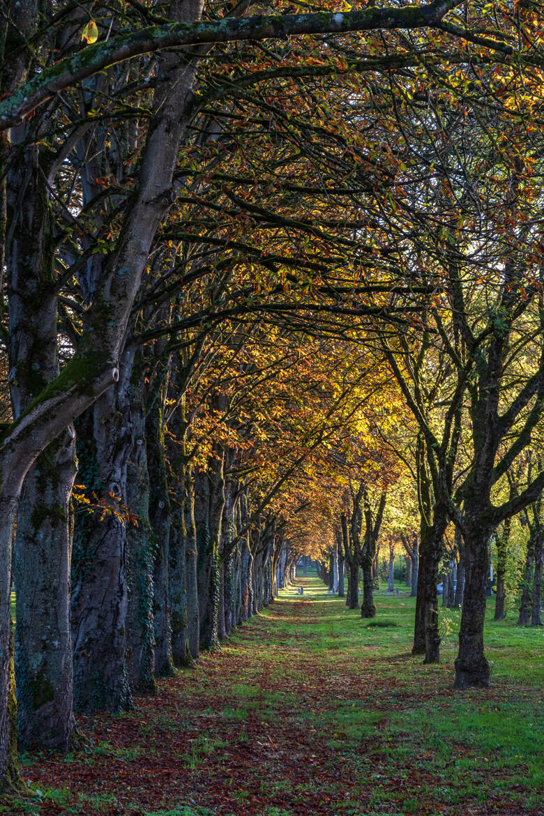 l'allée du chateau