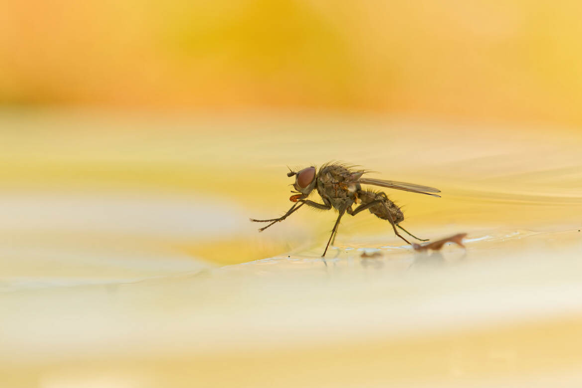 Péché de gourmandise. (2)