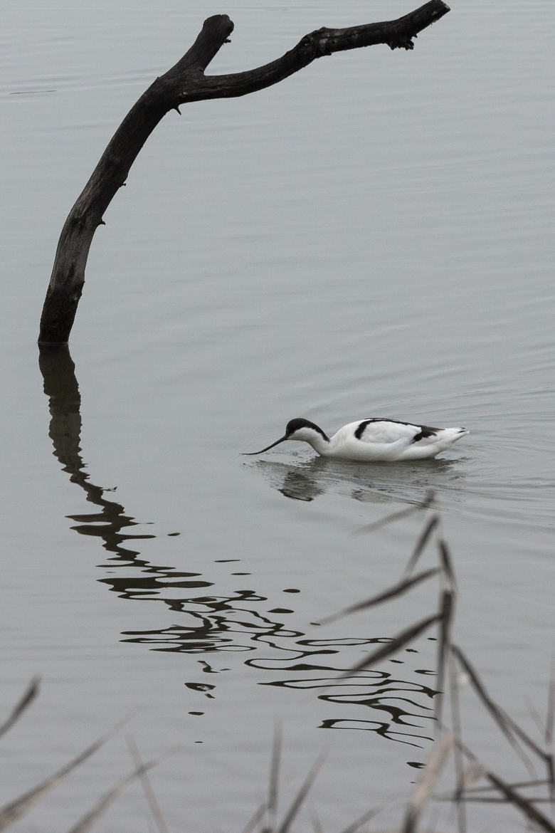 Avocette élégante