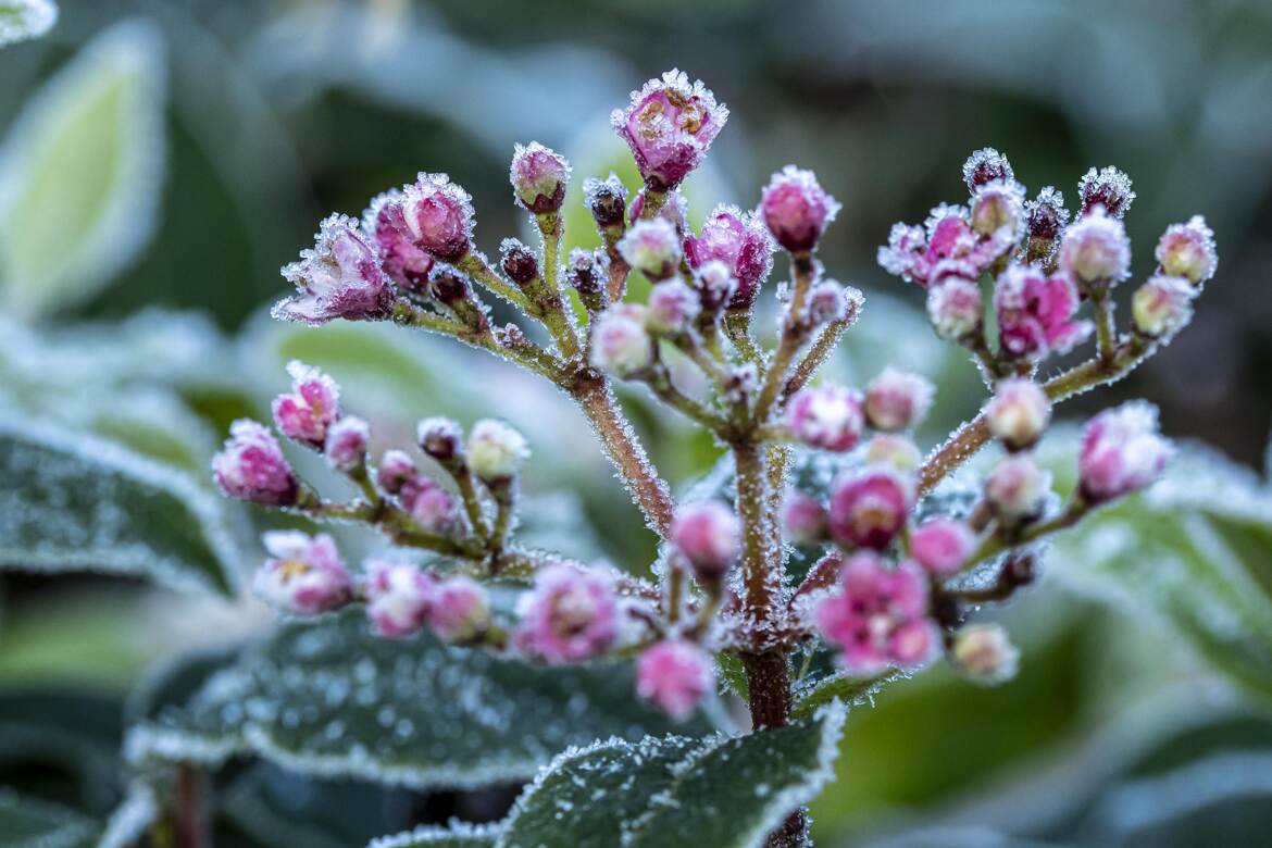 Le givre matinal