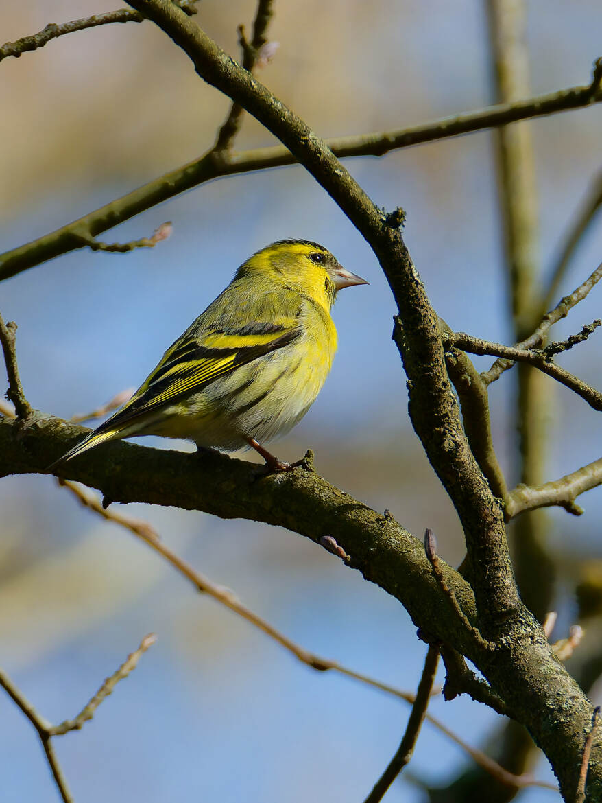 Tarin des aulnes ♂