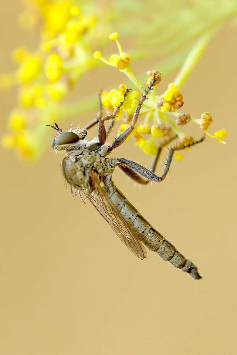 Tolmerus atricapillus.