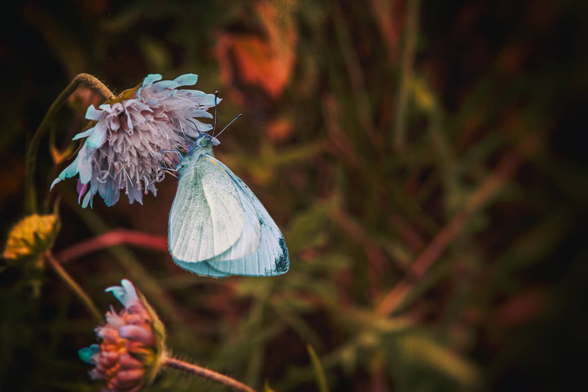 Papillon