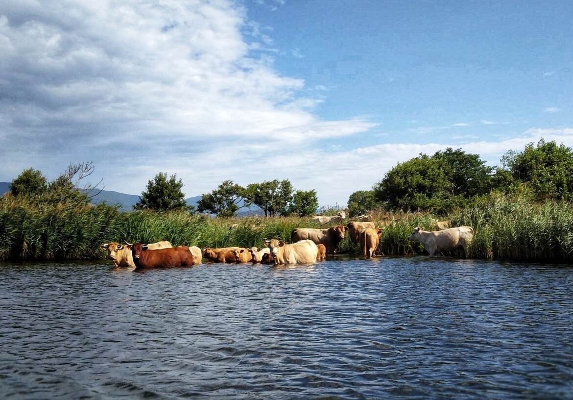Dames vaches dans leur bain