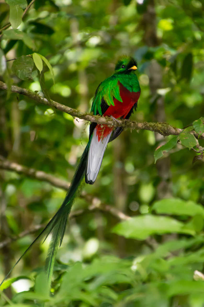 Quetzal, un oiseau mythique