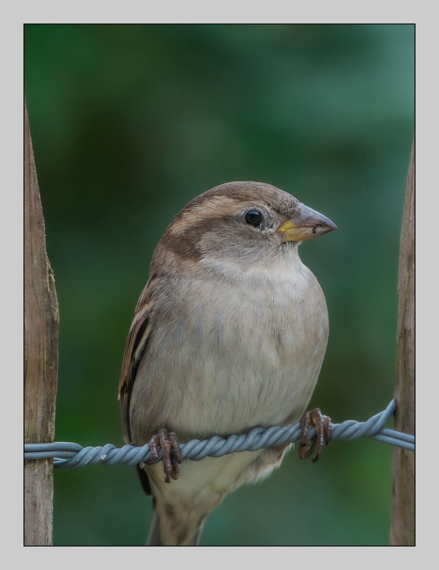 La trapeziste du jardin