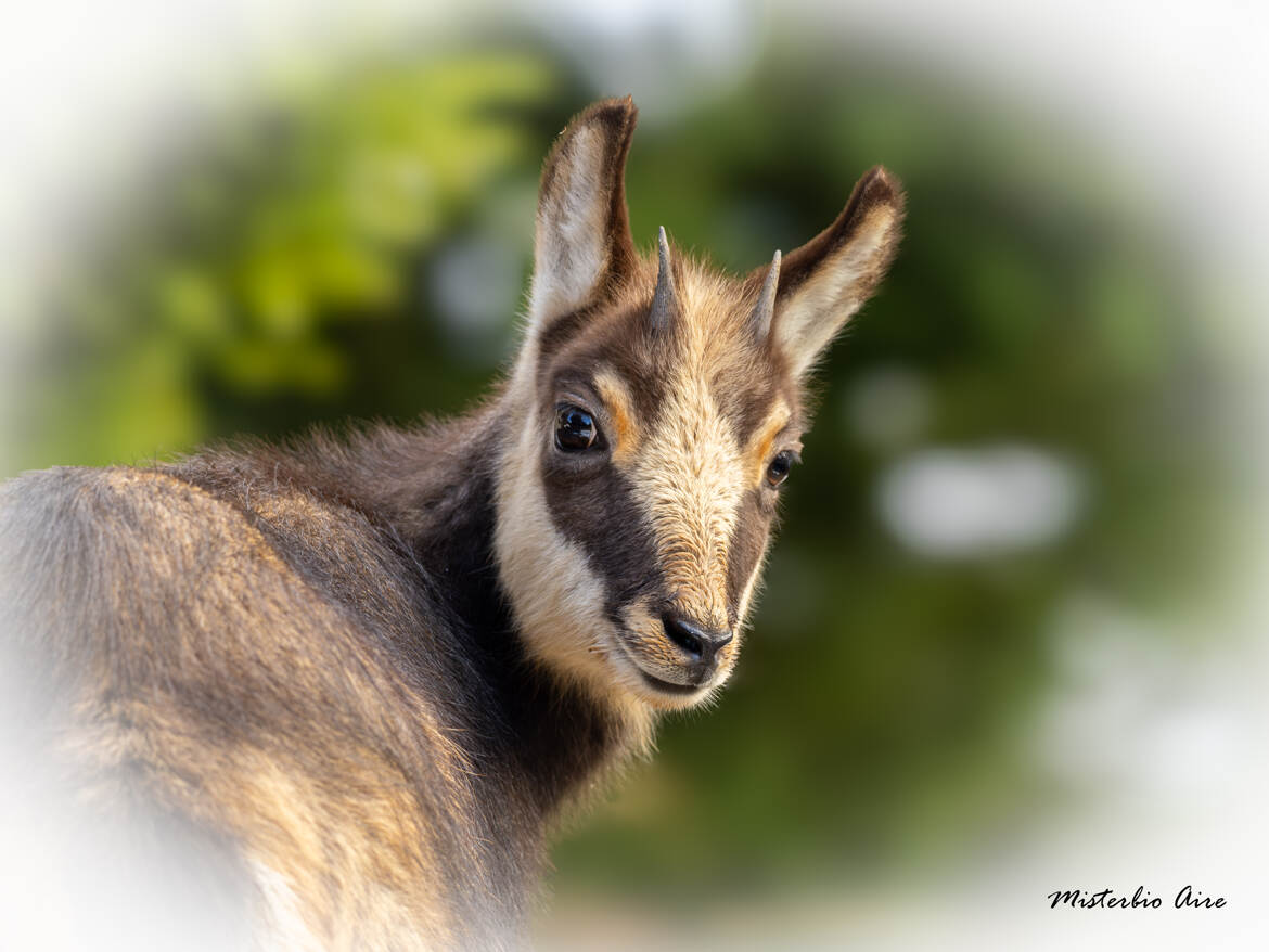 Chamois
