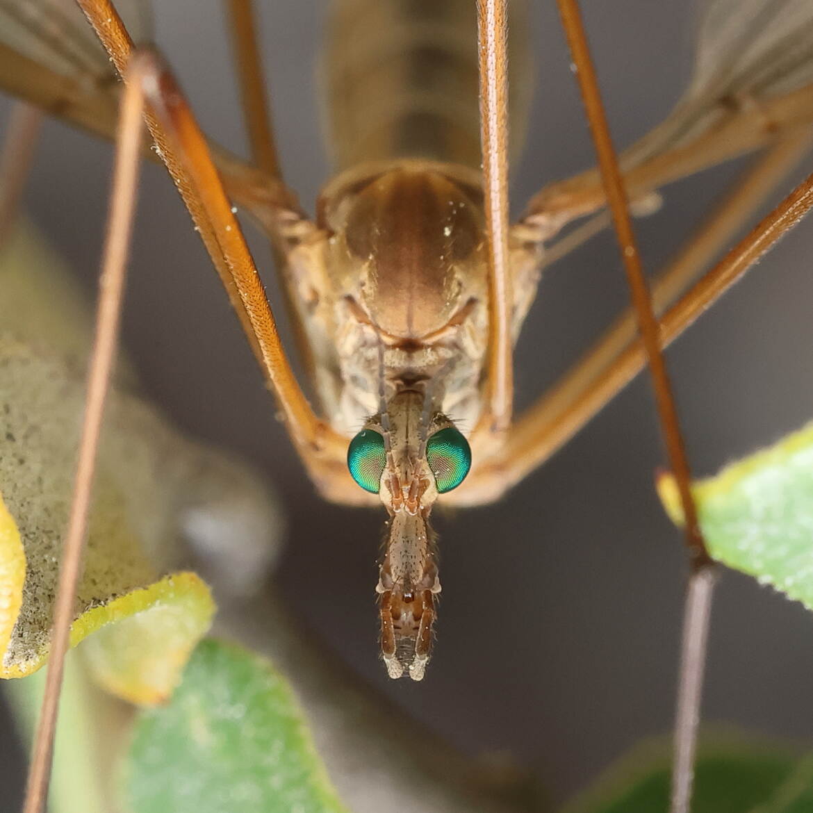 Portrait de tipule