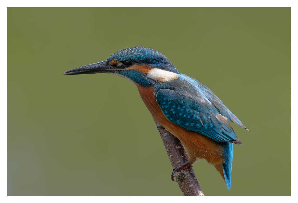 Martin-pêcheur d'Europe surnommé la « flèche bleue »