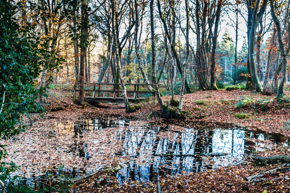 Forêt de EU