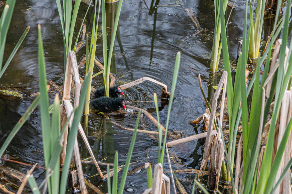 2 minuscules BB poule d'eau à bec rouge