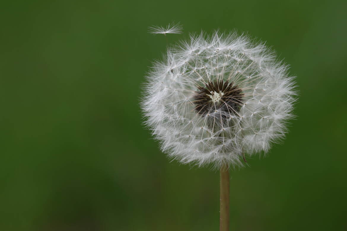 Aigrette de pissenlit
