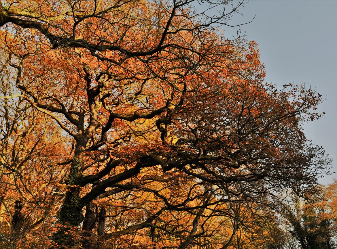 Chêne d'automne