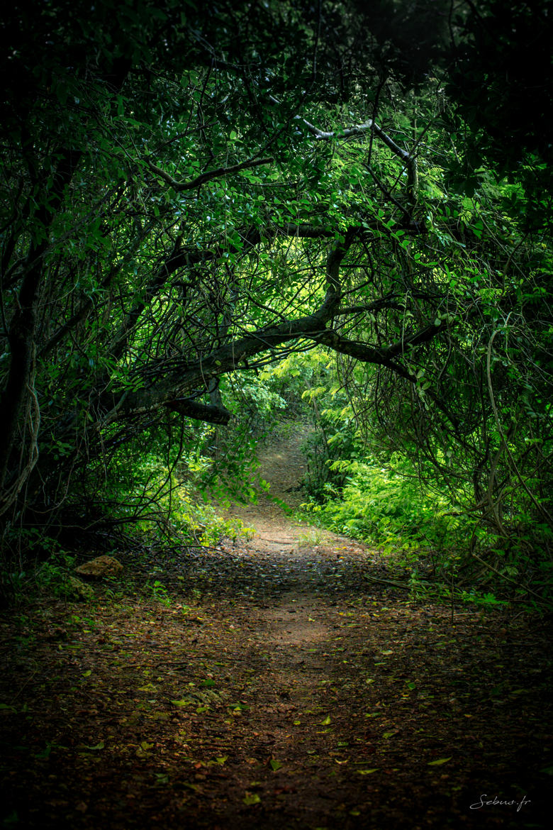 le chemin enchanté