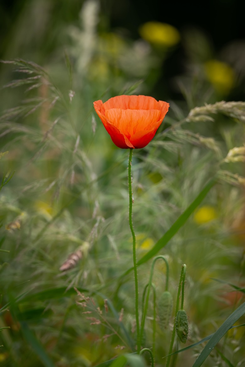 Coquelicot