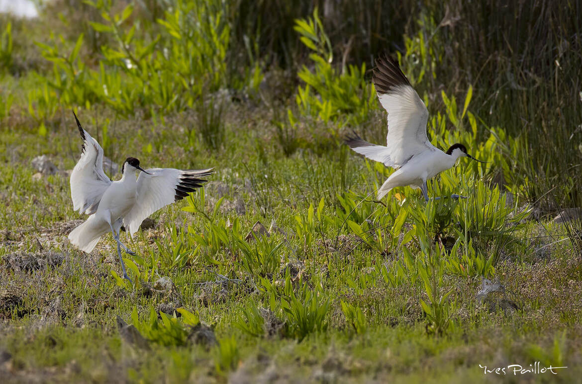 Danse des oiseaux