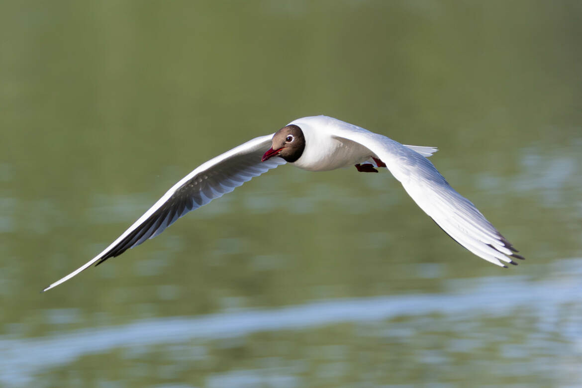 La Mouette rieuse (5)