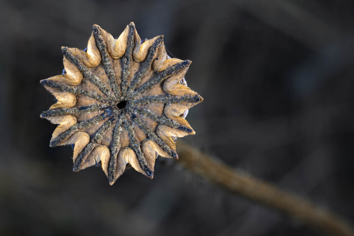 La mémoire d’une fleur