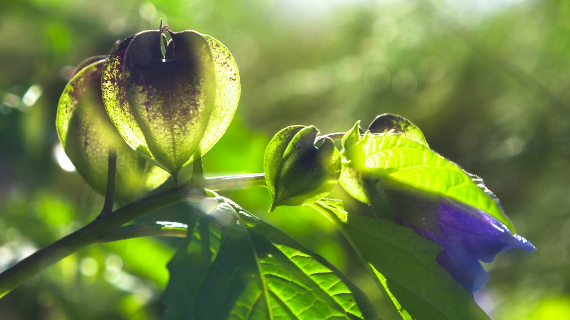 Physalis sauvage