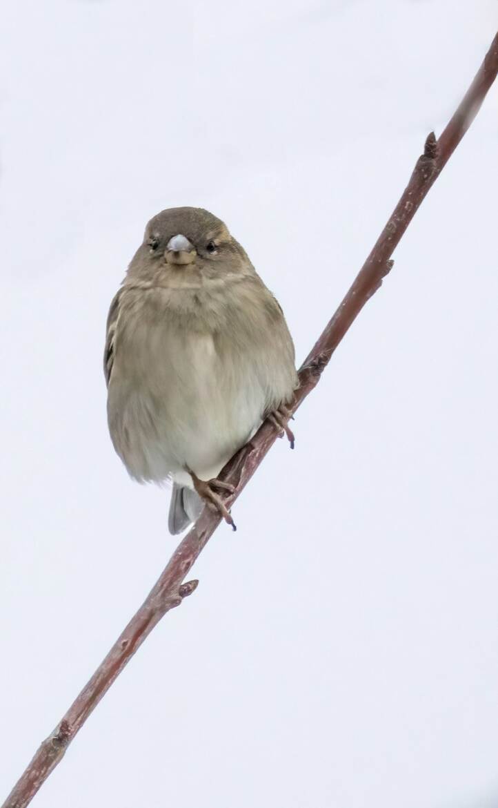 Sur ma brindille 1