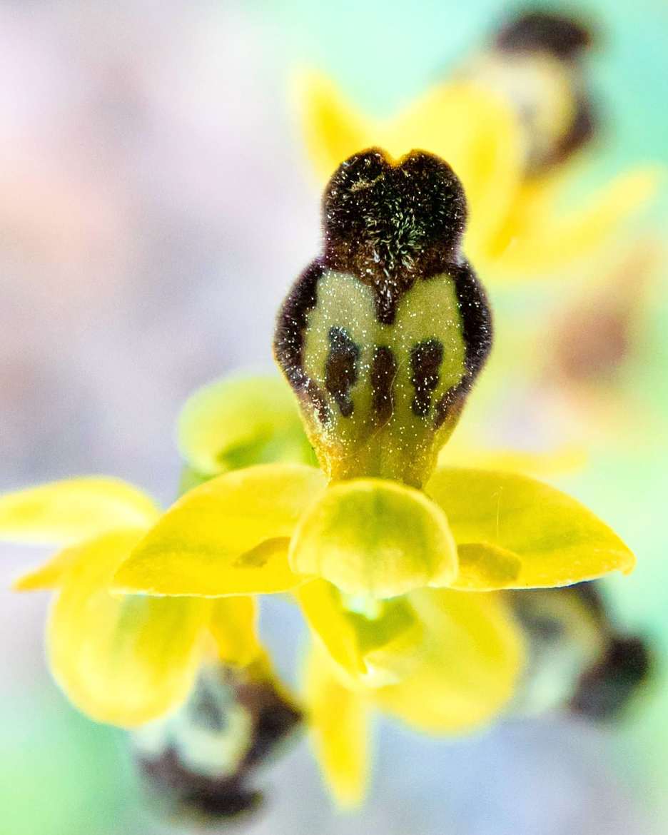 Orchidée sauvage vu de haut