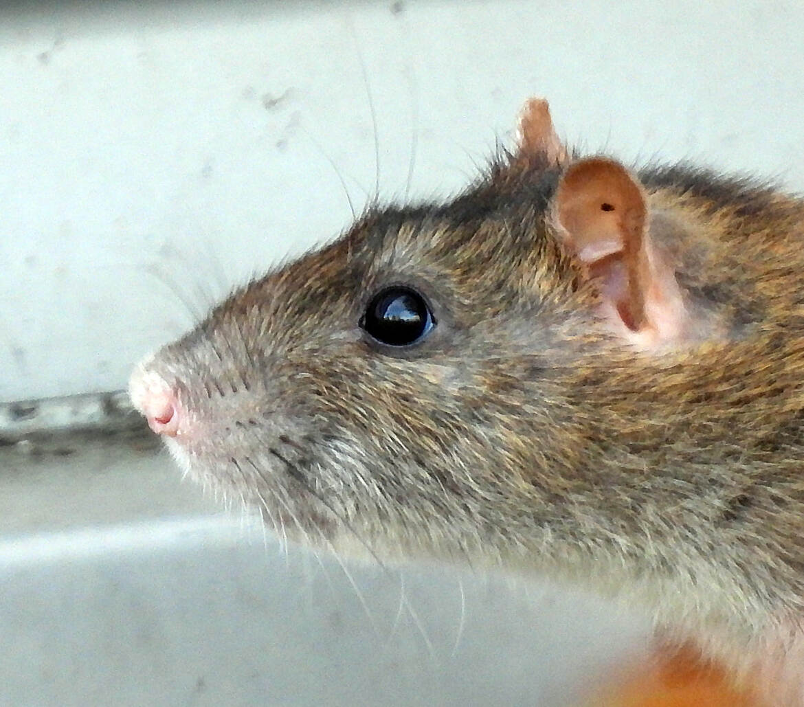 surmulot le mal aimee