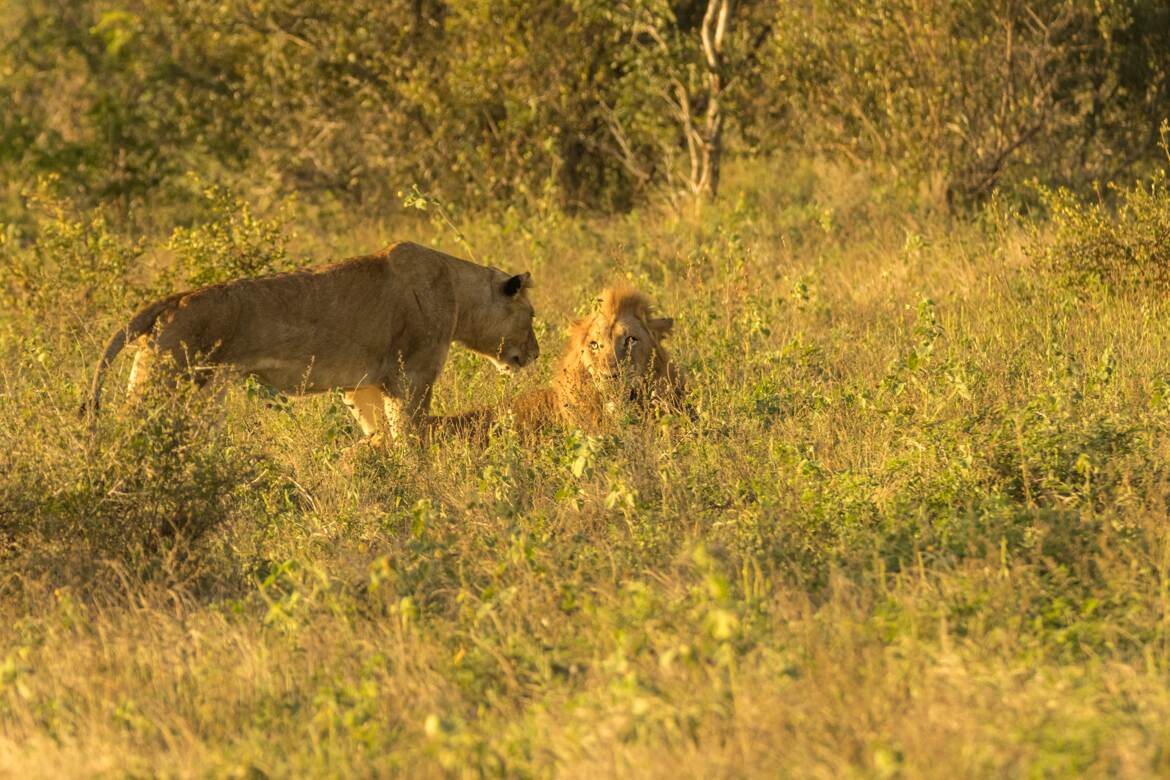 Kruger: "vous m'avez demandé, Sire?"