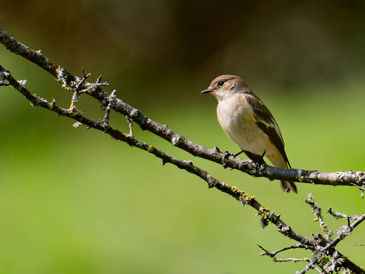 Gobemouche noire ♀
