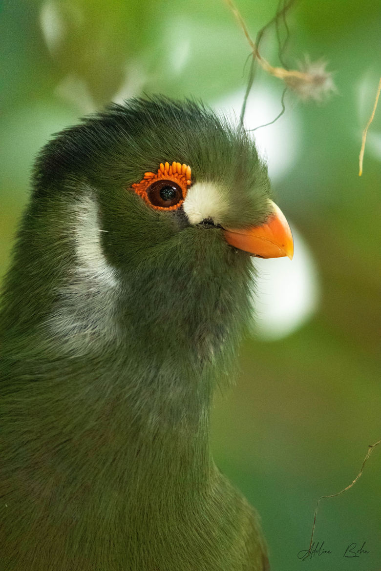 Touraco vert