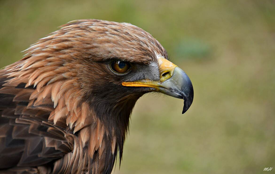 Rapace