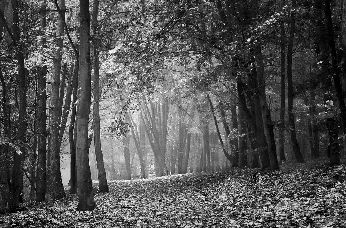 Brume matinale...