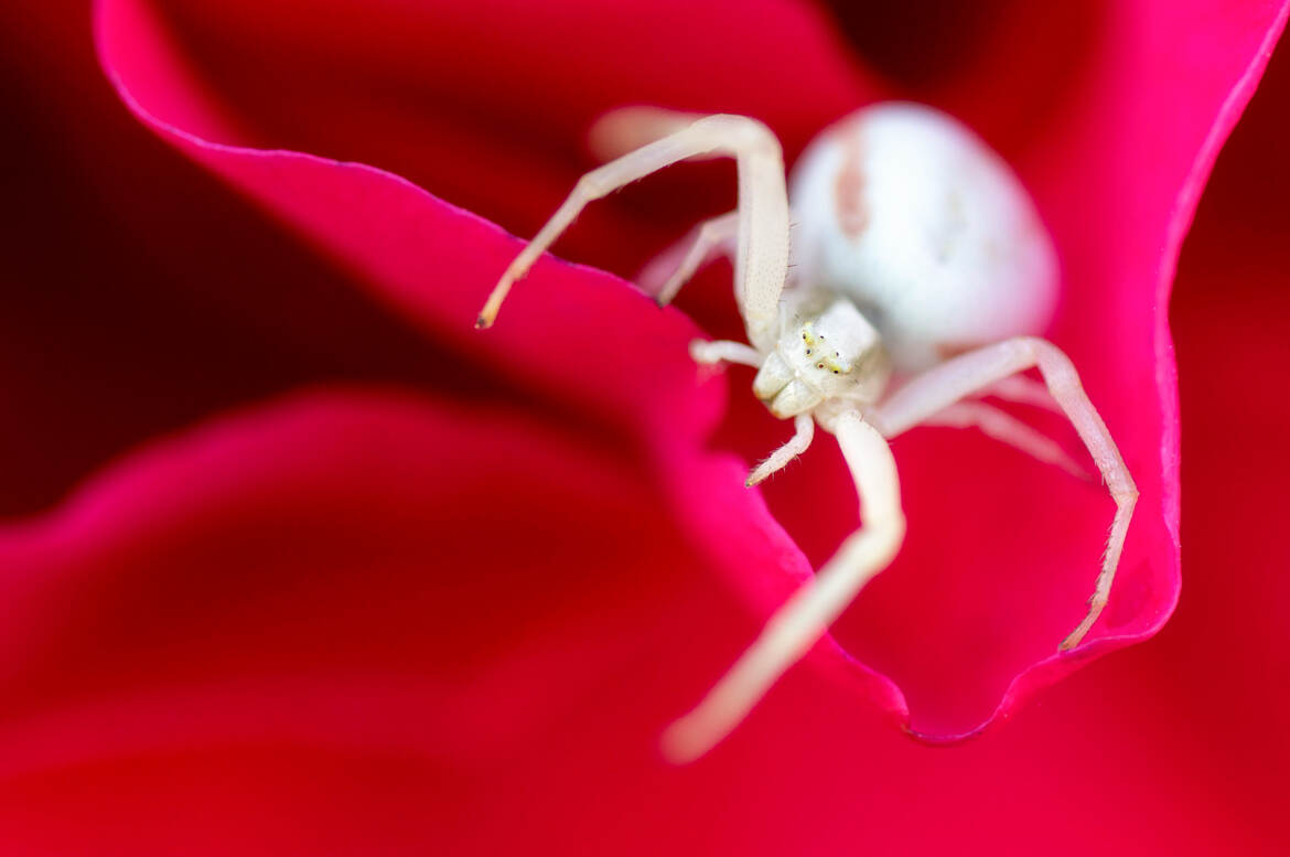 Araignée du soir…