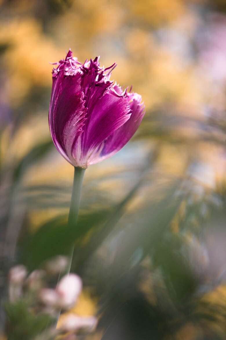 Symbole Emblématique