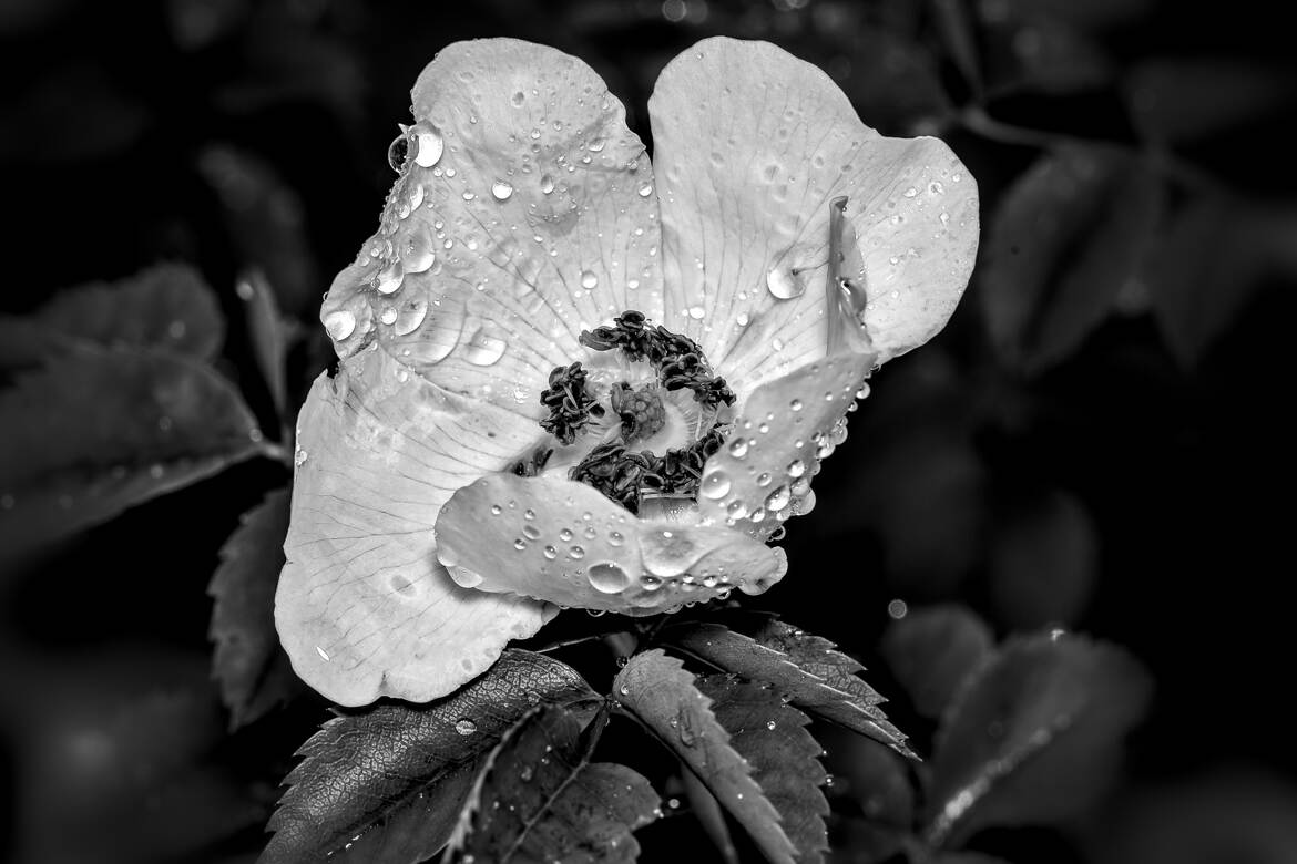 Nature monochrome (19)