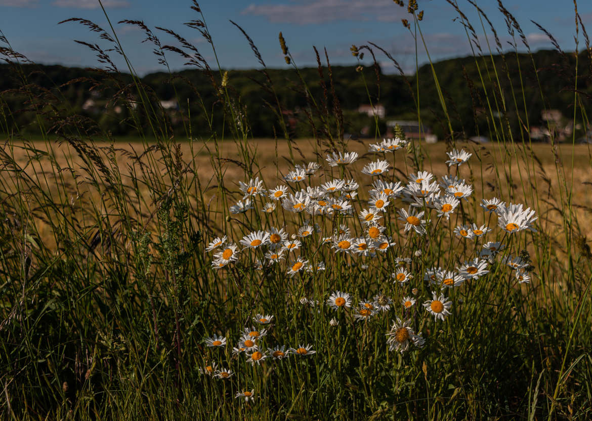 Bouquet champêtre 6