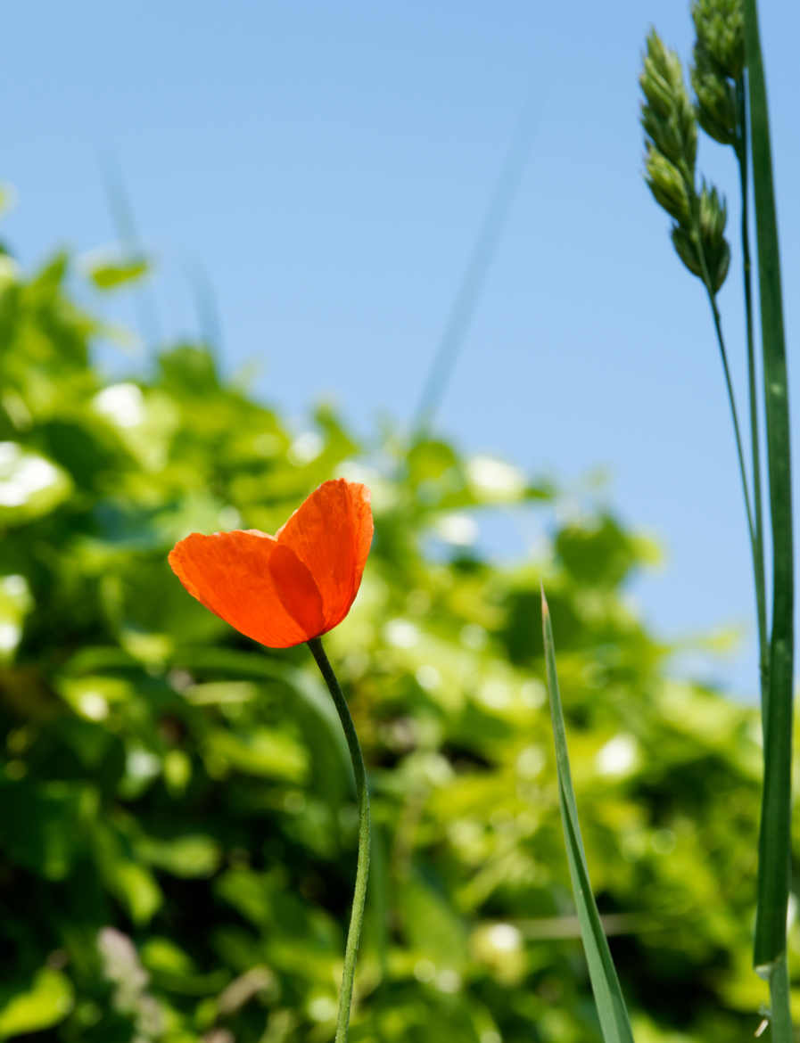 Coeur de fleur