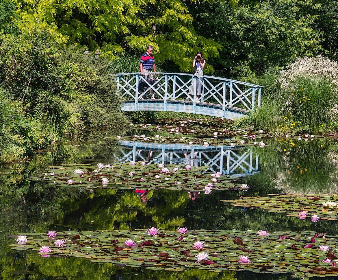 Le jardin aux nénuphars !