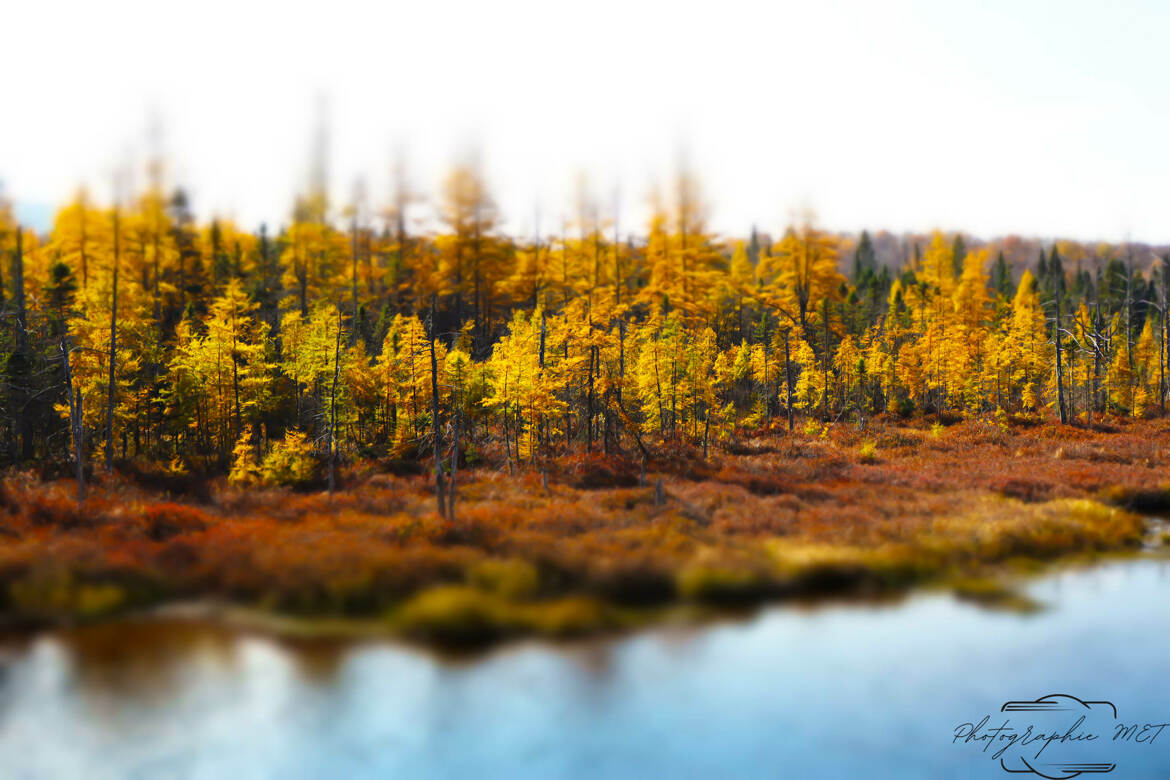 Automne en tourbière